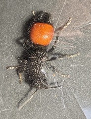 Ephutomorpha distinguenda