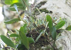 Bulbophyllum