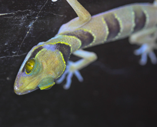 Malayan Forest Gecko