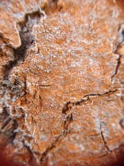 Trentepohlia umbrina