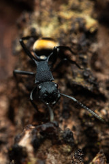 Polyrhachis euterpe