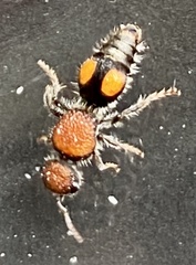 Ephutomorpha venusta