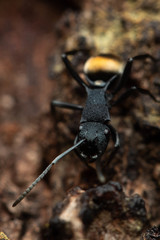 Polyrhachis euterpe