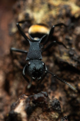 Polyrhachis euterpe