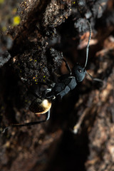 Polyrhachis euterpe