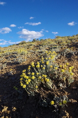 Eriogonum lewisii