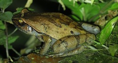 Plethodontohyla inguinalis