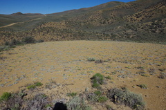 Eriogonum lewisii