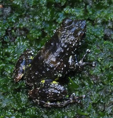 Mantidactylus