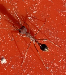 Myrmecia analis