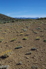 Eriogonum lewisii
