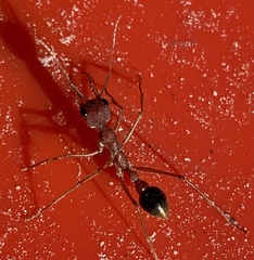 Myrmecia analis