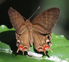 Saribia