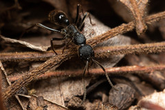 Leptogenys sjostedti