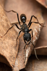 Leptogenys sjostedti