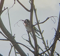 Carduelis carduelis