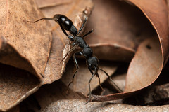 Leptogenys sjostedti