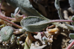 Eriogonum lewisii