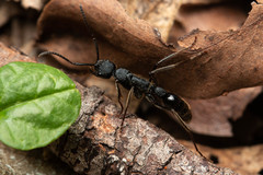 Leptogenys sjostedti