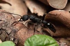 Leptogenys sjostedti