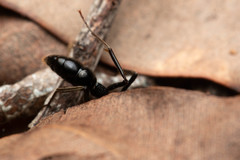 Leptogenys sjostedti