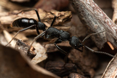 Leptogenys sjostedti