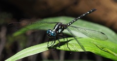 Neodythemis