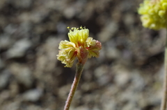 Eriogonum lewisii