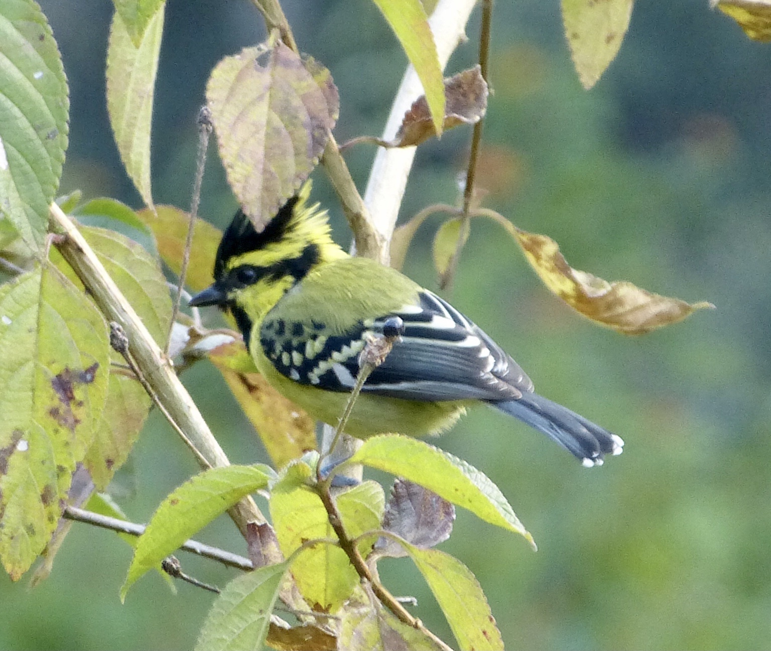 Himalayan Black-lored Tit