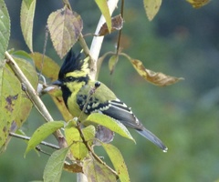 Machlolophus xanthogenys