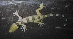 Cyrtodactylus pulchellus