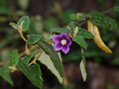 Howittia trilocularis