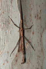 Acrophylla enceladus