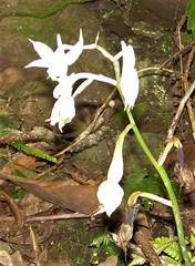 Calanthe arisanensis
