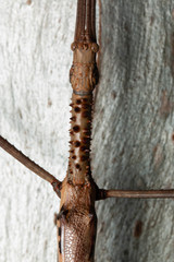 Acrophylla enceladus