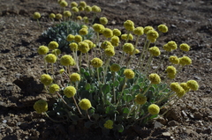 Eriogonum lewisii