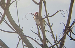 Carduelis carduelis