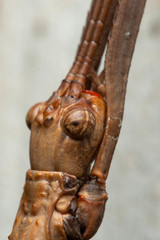 Acrophylla enceladus