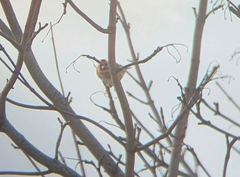 Carduelis carduelis