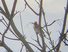 Carduelis carduelis