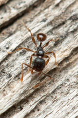 Pheidole anthracina