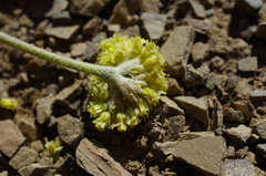 Eriogonum lewisii