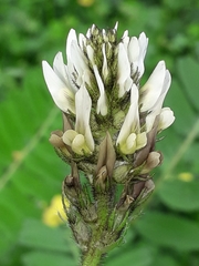 Astragalus boeticus