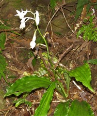 Calanthe arisanensis