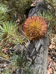Banksia sphaerocarpa