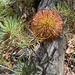Round-fruit Banksia - Photo (c) Loxley Fedec, some rights reserved (CC BY-NC), uploaded by Loxley Fedec