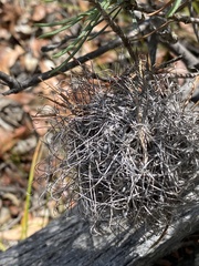 Banksia sphaerocarpa