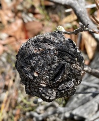 Banksia sphaerocarpa
