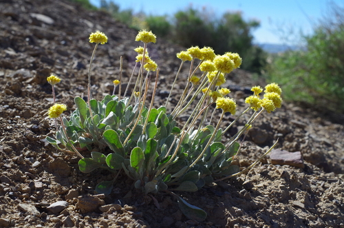 Lewis' buckwheat (Eriogonum lewisii)