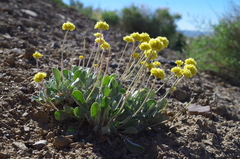 Eriogonum lewisii